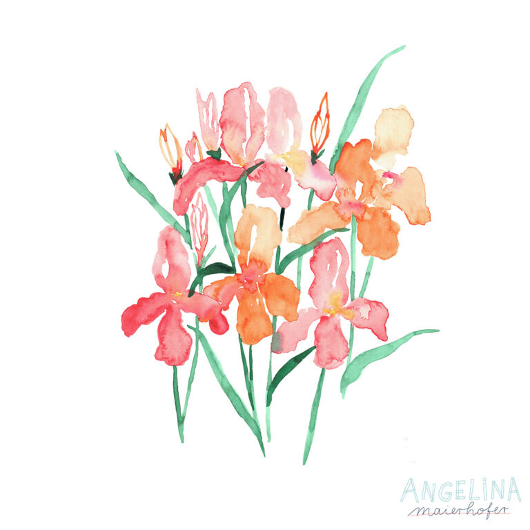 Iris in pinkorange Aquarell