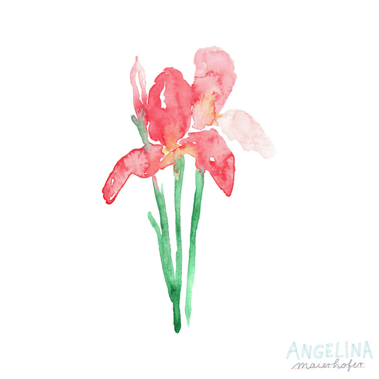 Iris pink Aquarell